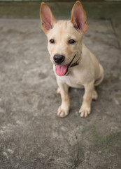 Cutie little Thai dog sitting