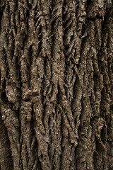 Tree bark texture