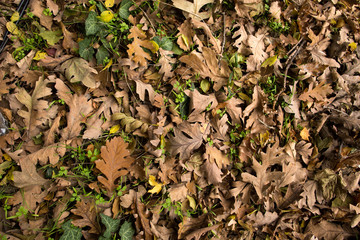 Background of oak leaves on the ground