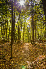 Trail in Autumn Forest Landscape