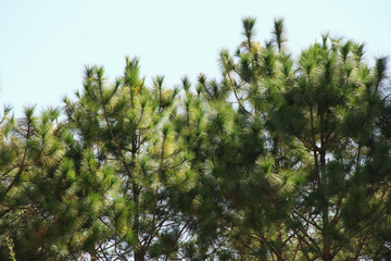 The pines / A picture of pine trees