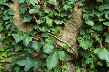 Green ivy on old stone wall 