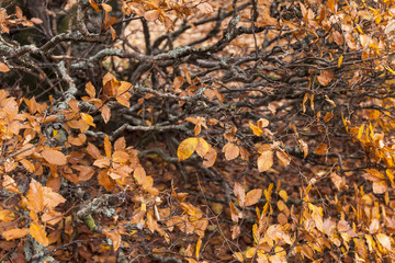 Autunno: Rami con foglie che cadono. Stagione autunnale