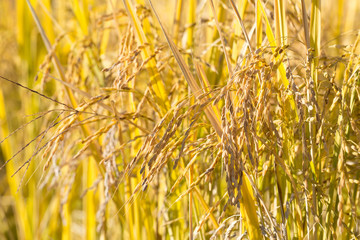 水稲　たちすがた　