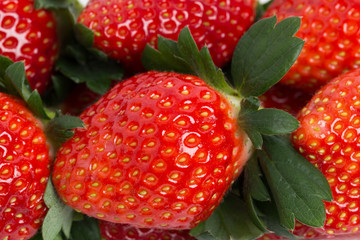 イチゴ　とちおとめ