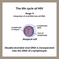 The life cycle of HIV. Stage 4 - The double-stranded viral DNA is incorporated into the DNA of a lymphocyte. World AIDS Day. 