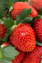 イチゴ　とちおとめ