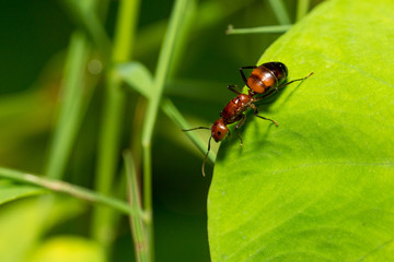 Portrait of  Ant (without wings)  - Camponotus habereri