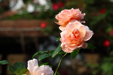 Beautiful Rose flower in the garden