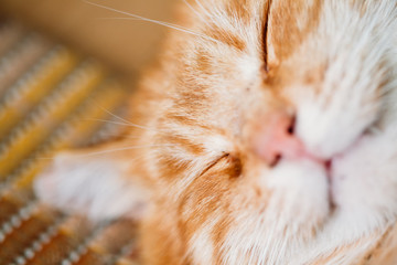 Funny Face Of Peaceful Orange Red Tabby Cat