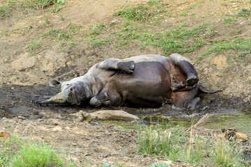 Rhino rolling in the mud