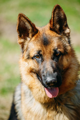 Beautiful Young Brown German Shepherd Dog 