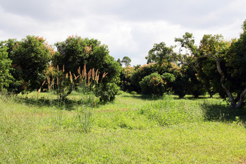 Lychee plantation / A picture of lychee plantation at Phetchabun, Thailand