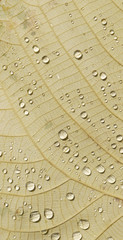 water drop on yellow leaf in fall season