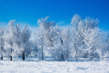 Winter landscape on trees