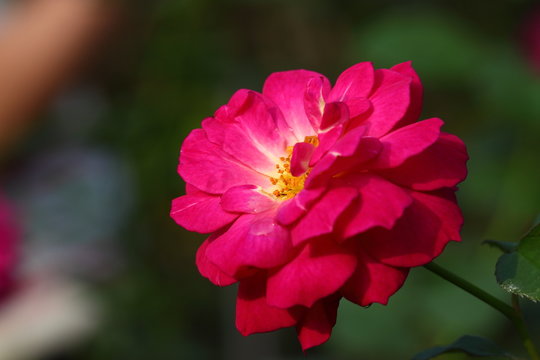 รูปภาพFloribunda – เลือกดูภาพถ่ายสต็อก เวกเตอร์ และวิดีโอ6,866 | Adobe ...