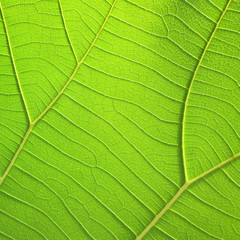 pattern of green teak leaf