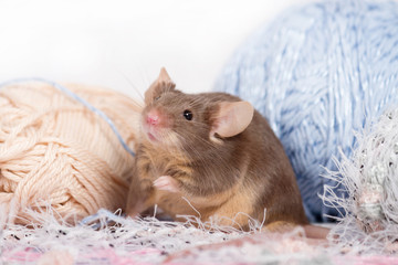 Fototapeta na wymiar Funny domestic mouse is hiding among tangles of yarn. Yarn is blue, beige, pink and fluffy. Mouse has bushy wiskers. Mouse is funny, cute and curios