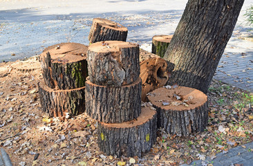 Cut out tree trunk © majorosl66