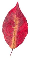 leaf