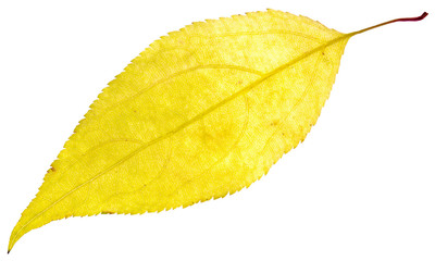 leaf