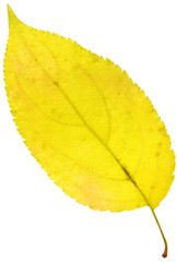 leaf