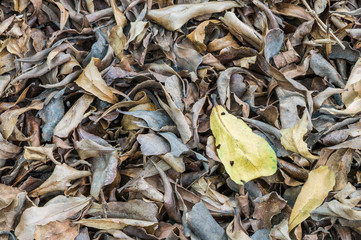 Closeup pile of dried leaves texture background
