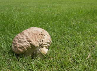 Mushroom in the grass