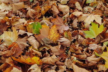 Herbstblätter,Herbst,Laub