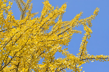 Ginkgo tree leaves in autumn
