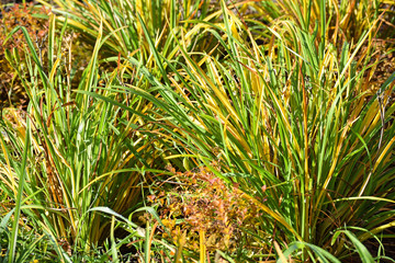 High grass in autumn