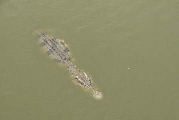 Alligator In The Water