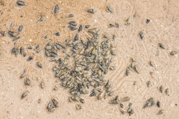 Sand with shells