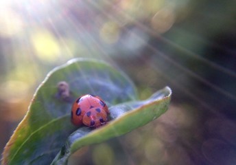 tiny ladybug on leaf and sunlight