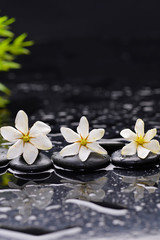 Still life with gardenia with green plant on black pebbles 