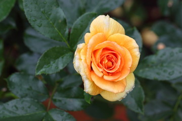 Beautiful Rose flower in the garden