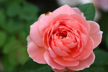 Beautiful Rose flower in the garden