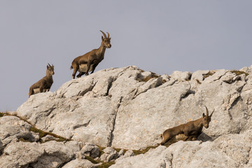 Capricorn in the Julian Alps