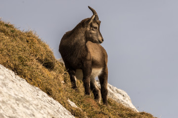 Capricorn in the Julian Alps