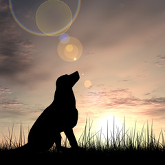 Fototapeta na wymiar Dog silhouette in grass at sunset