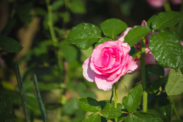 Roses in the garden filtered