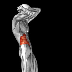 Fototapeta na wymiar Conceptual 3D anatomy muscle isolated