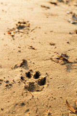 Animal foot print