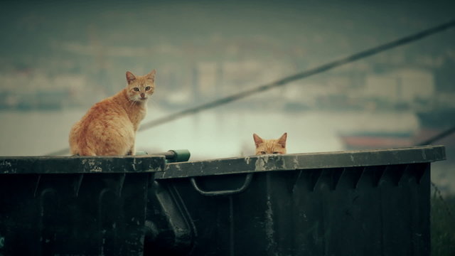 Stray alley cats on a garbage bin in the big city