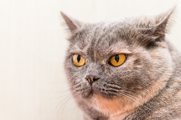 Close-up of British Shorthair cat, 5 years old