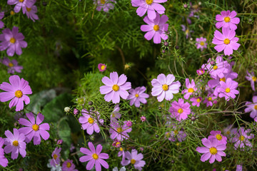 Pink cosmos flowers on a background of green grass