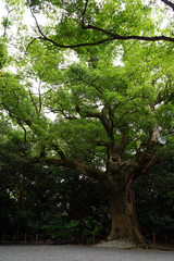 伊勢神宮外宮 月夜見宮 大楠