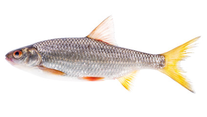 medium roach isolated on white