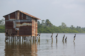 Group of black birds standing and waiting on concrete pillars with old house on the lake of Maracaibo in Venezuela. (Selective focus)