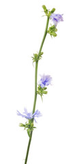 Naklejka premium Cichorium flower on white background